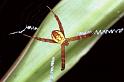 Argiope_picta_F0767_Z_78_Palmerstone park_Australie